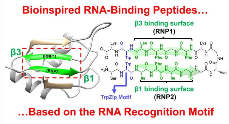 RNA-Binding Peptides Inspired by the RNA Recognition Motif