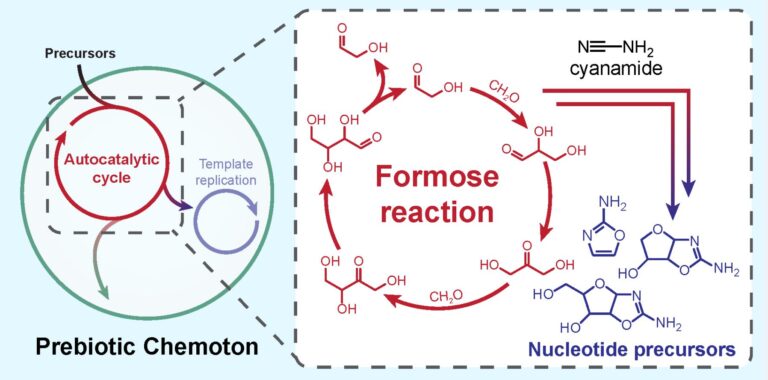Towards a prebiotic chemoton – nucleotide precursor synthesis driven by the autocatalytic formose reaction