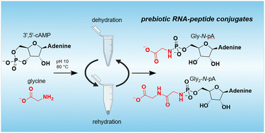 Dehydration promotes phosphoramidate-linked amino acidyl and peptido adenosine conjugates
