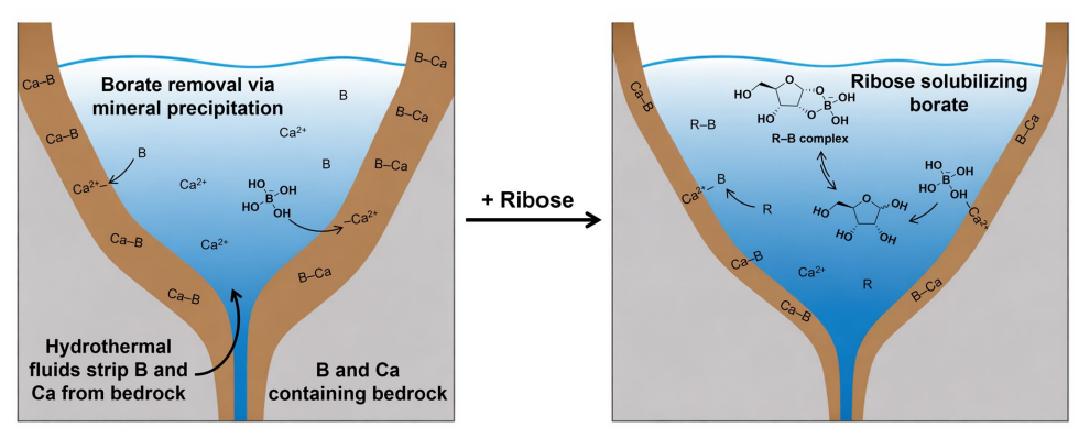 The Influence of Ribose on Borate Mineral Solubility