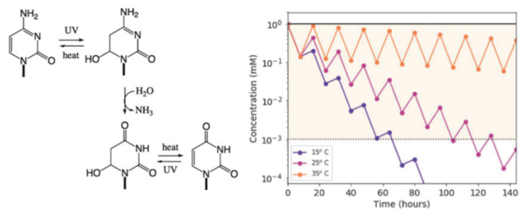 Ultraviolet-Driven Deamination of Cytidine Ribonucleotides Under Planetary Conditions
