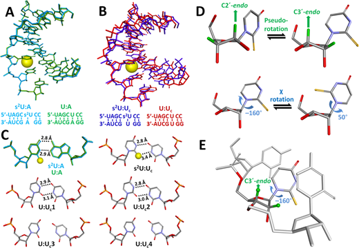 Thermodynamic insights into 2-thiouridine-enhanced RNA hybridization
