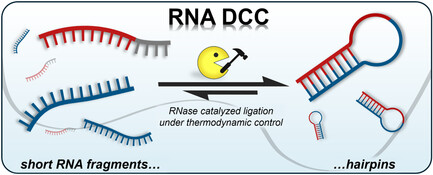 RNA Hairpin Synthesis by RNase‐Catalyzed Dynamic Covalent Chemistry