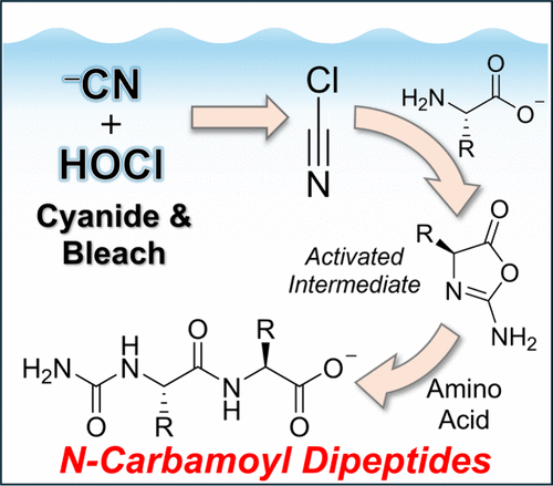 Rapid Activation of Amino Acids with Cyanide and Hypochlorite