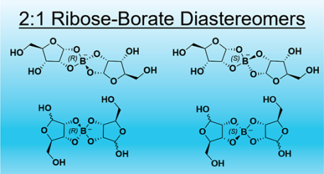 NMR Spectroscopy of Ribose–Borate Complexes Revisited