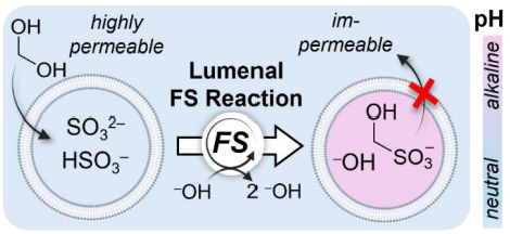 Transmembrane pH Gradients Afforded Autocatalytically by a Lumenal Formaldehyde-Sulfite Clock Reaction